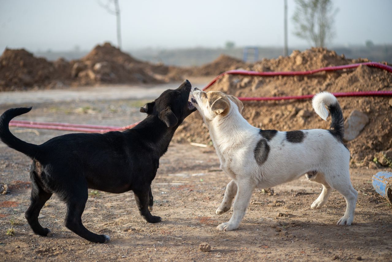 How to Introduce Dogs for the First Time: What Owners Should Know